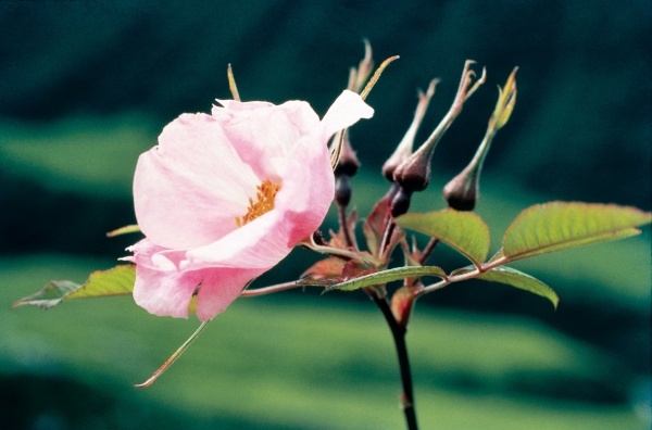 Large-Leaved Rose (Rosa macrophylla) (photo)  from 