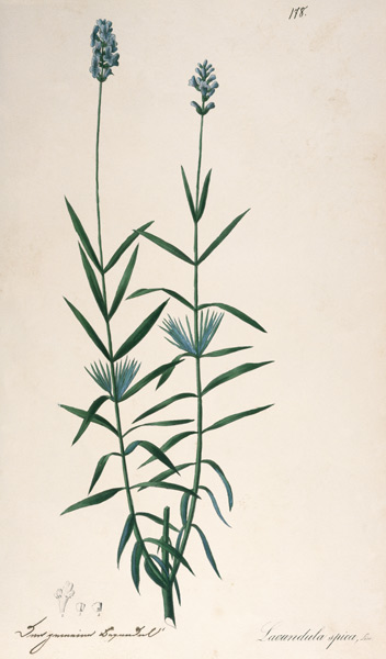 Lavender / Feather lithograph 1820 from 