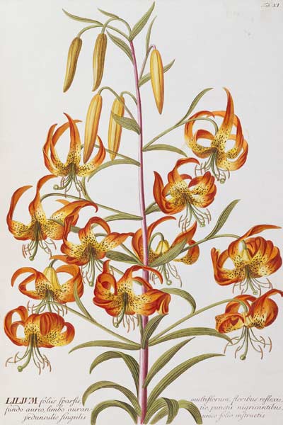 Lilium From ''Plantae Selectae'' from 