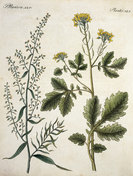 Mustard and Tarragon / Etching / 1796 from 