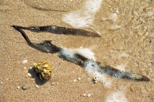 Marine algae and shell, Porbandar (photo)  from 