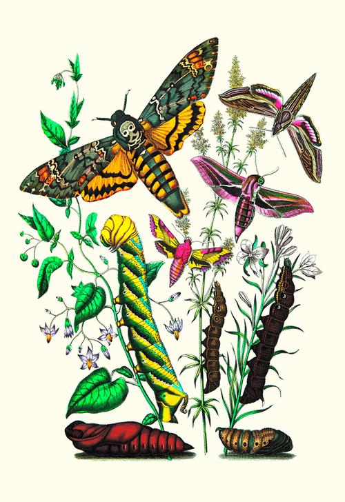 Moths: C. Colerio from 