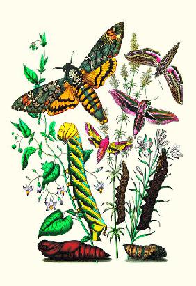 Moths: C. Colerio