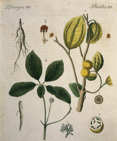 Nux Vomica and Ginseng / Bertuch 1792 from 