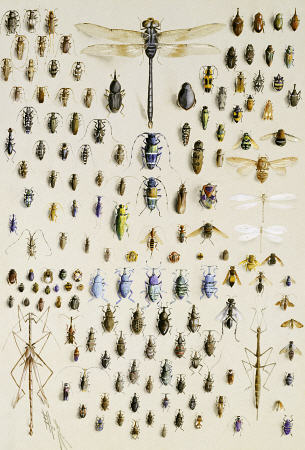 One Hundred And Fifty Insects, Dominated At The Top By A Large Dragonfly from 