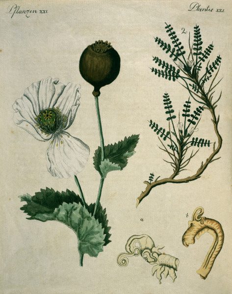 Opium Poppy and Astragalus / Bertuch from 