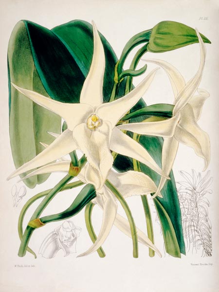 Orchid / W. H. Fitch, 1876 from 