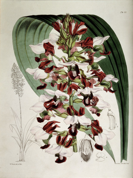 Orchids / W.H.Fitch, 1876 from 