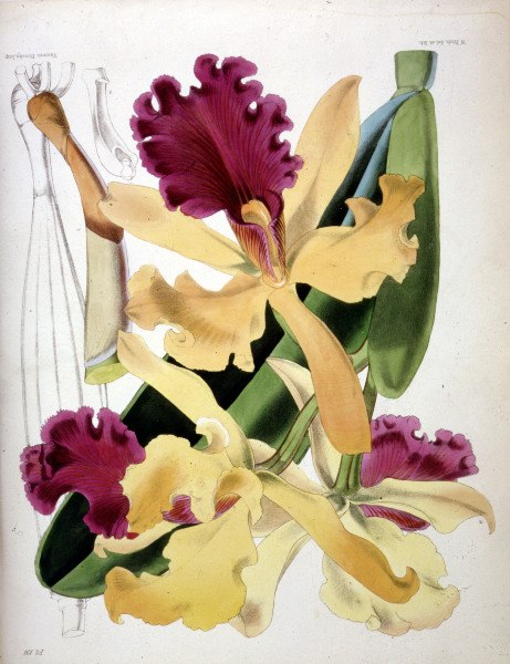 Orchids / W.H.Fitch / 1876 from 