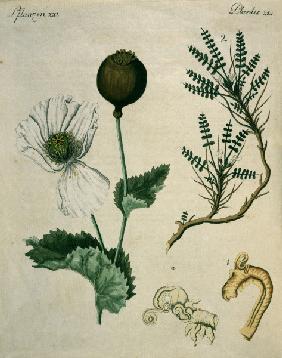 Opium Poppy and Astragalus / Bertuch