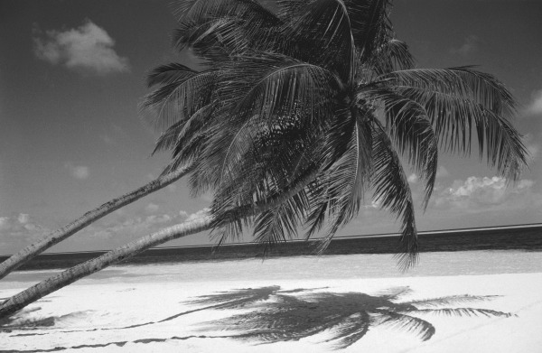 Palm tree shadow on sand (b/w photo)  from 