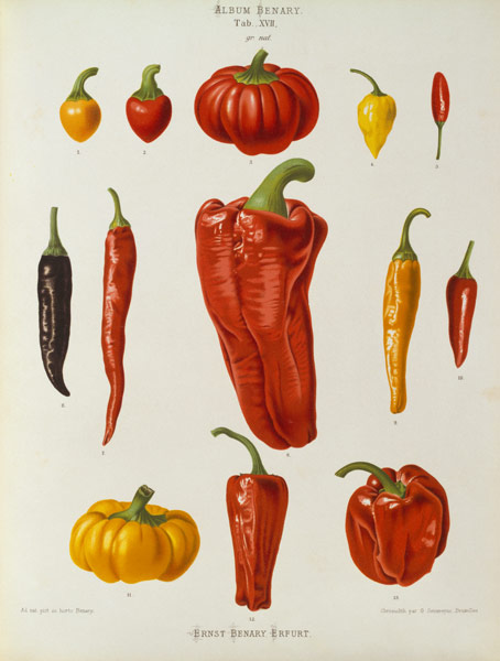 Pepper, Album Benary / Colour lithograph from 