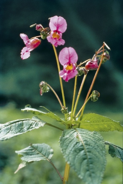Royle''s Snapweed Balsam (Impatiens glandulifera) (photo)  from 