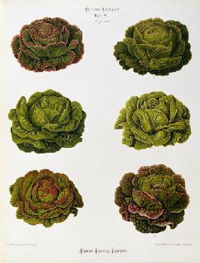 Round lettuce, Album Benary / Lithograph