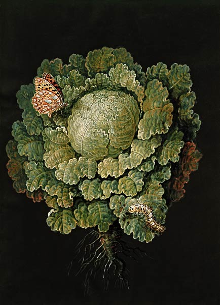 Savoy cabbage / Cabbage head & butterfly from 