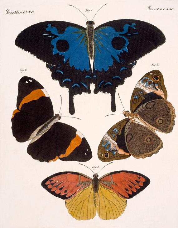 Schöne ausländische Schmetterlinge. from 