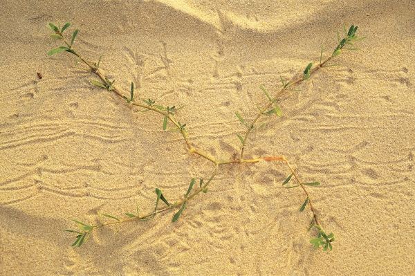 Sea creeper sea side purslane with foot marks of birds (photo)  from 