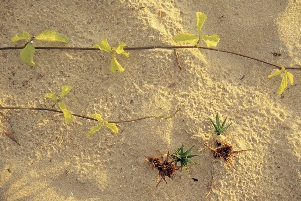 Sea creeper sesulium Trifoliatum and spinifax germinating on sand Mararikulam (photo)  from 