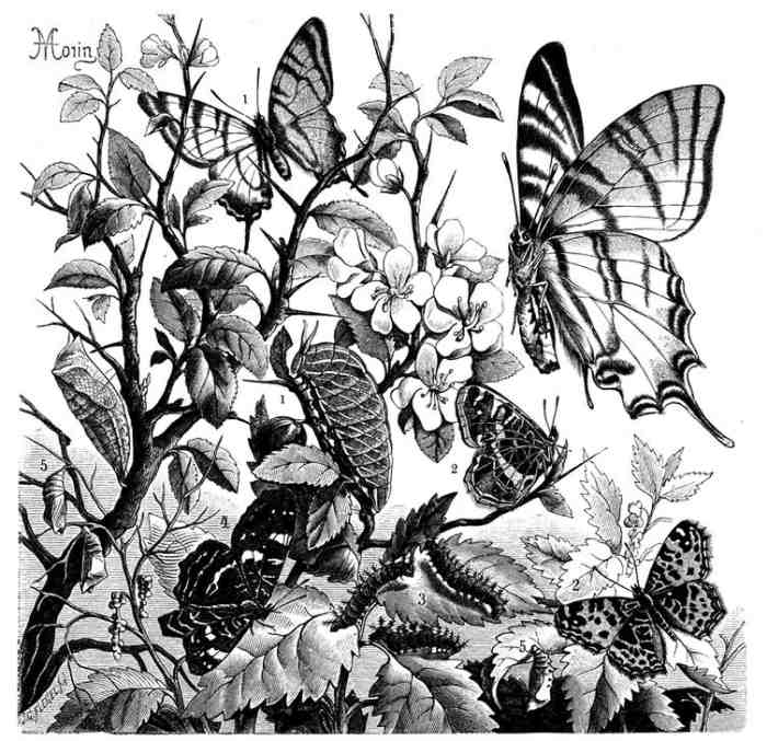 Segelfalter, Papilio podalirius from 