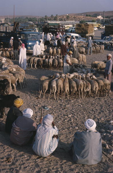 Sheeps market (photo)  from 