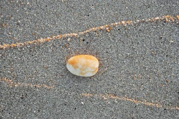 Shell with high tide mark of sand catching light of setting sun (photo)  from 