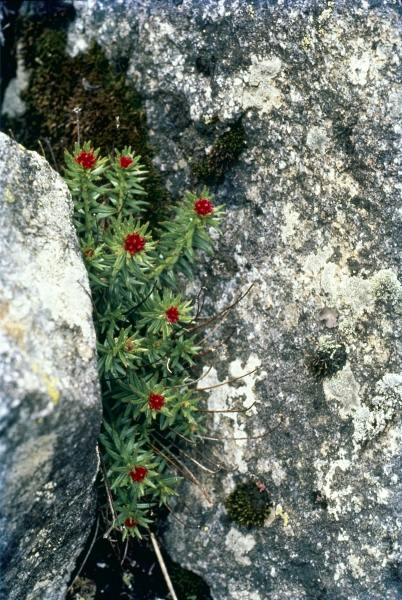 Sikkim Stonecrop (Rhodiola crenulata Sedum crenulatum) (photo)  from 