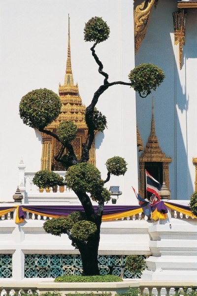 Small tree at Buddha temple (photo)  from 