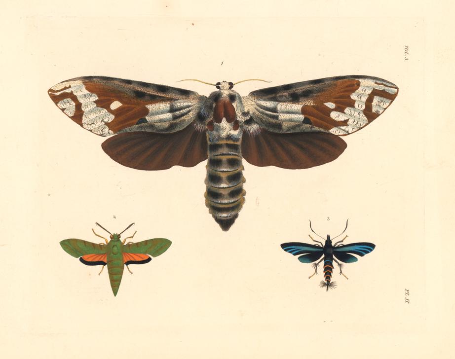 Strigocossus crassa moth 1 from 