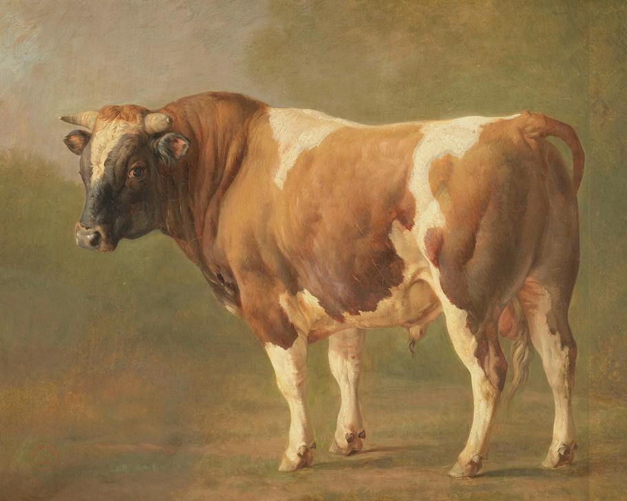 Study of a Bull from 