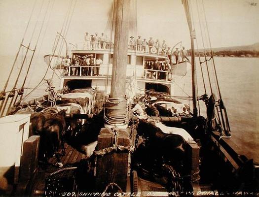 Shipping Cattle on the 'W.G. Hall', Hawaii, 1890s (sepia photo) from 