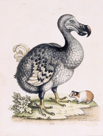 The Dodo from 