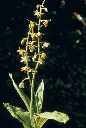 Three-Keeled Calanthe (Calanthe tricarinata) (photo) 