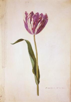 Tulip / Miniature by Nicolas Robert