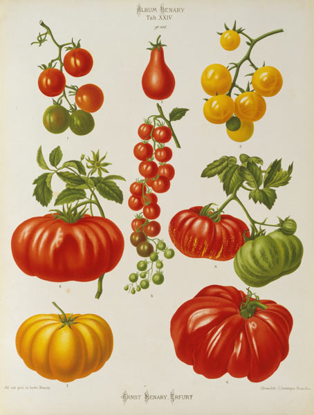 Tomatoes / Album Benary / Lithograph from 