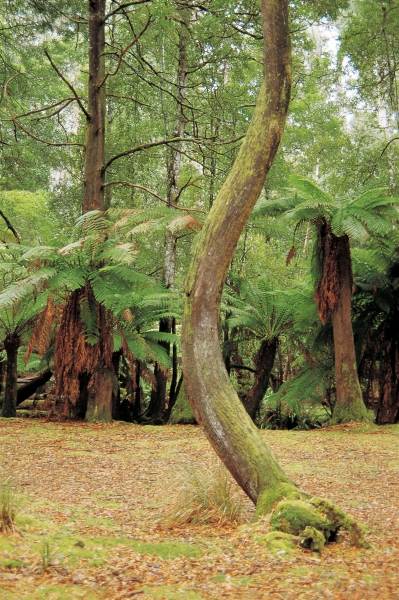 Tree ferns, Mt Field National Park (photo)  from 