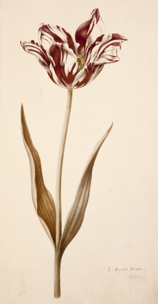 Tulip / Miniature by Nicolas Robert from 