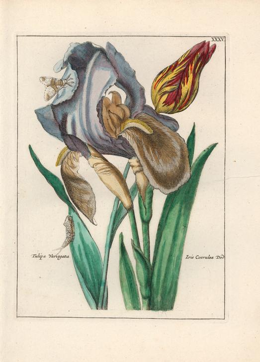 Variegated tulip, Tulipa variegata from 