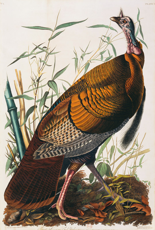 Wild Turkey, Male (Meleagris Gallopavo) From ''The Birds Of America'' By John James Audubon (1785-18 from 