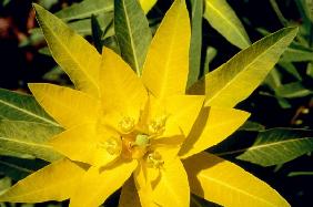 Wallich''s Spurge (Euphorbia wallichii) (photo) 