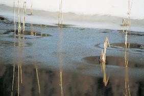 Water frozen at night and reeds, St Moritz (photo) 