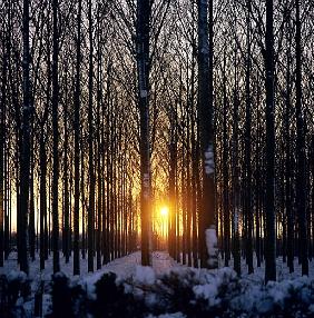 Winter sunset through the trees, North Benfleet, Essex