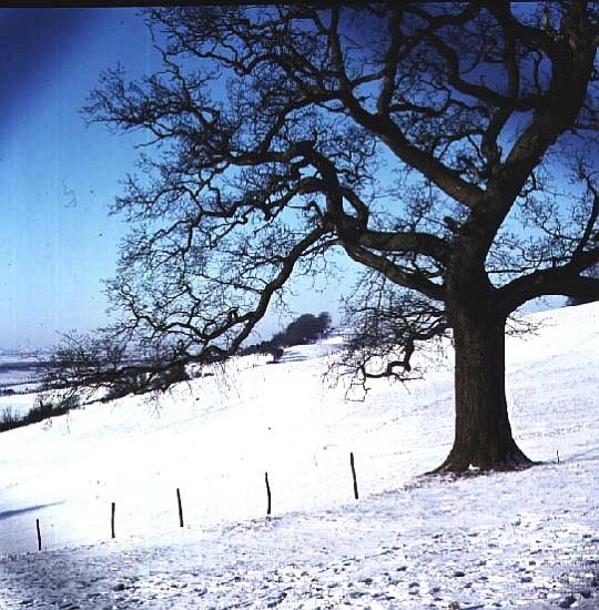 Winter landscape, Hockley Downs, Essex from 