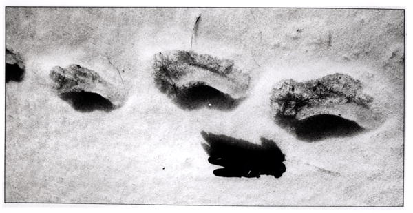 Yeti footprints in the snow (b/w photo)  from 