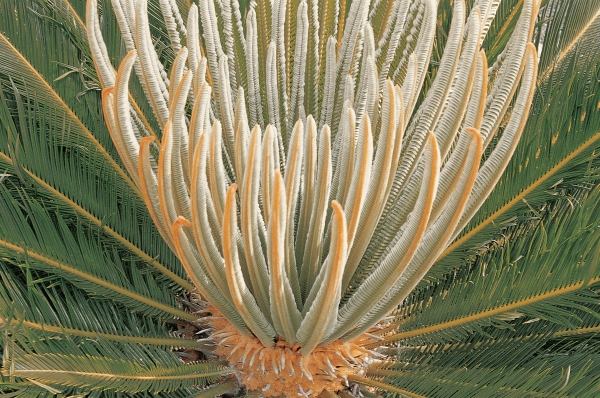 Young leaves sprouting from Cycas Revoluta (photo)  from 