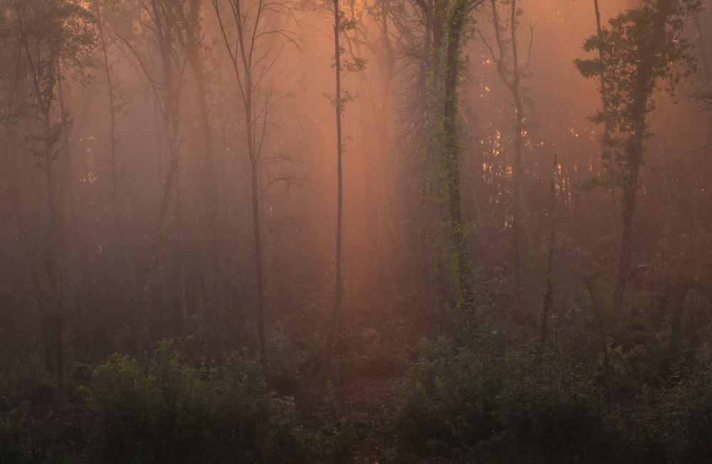Glowing morning forest from Norbert Maier