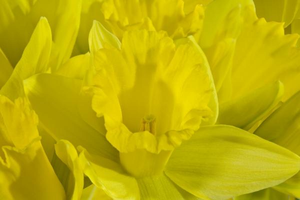 Daffodils from Norma Cornes