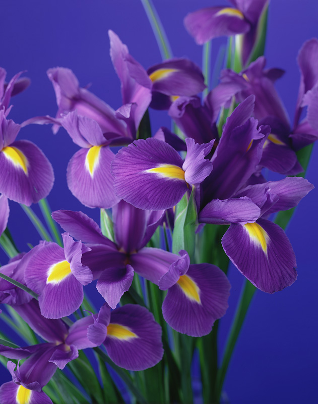 Flag Irises, 1998 (colour photo)  from Norman  Hollands