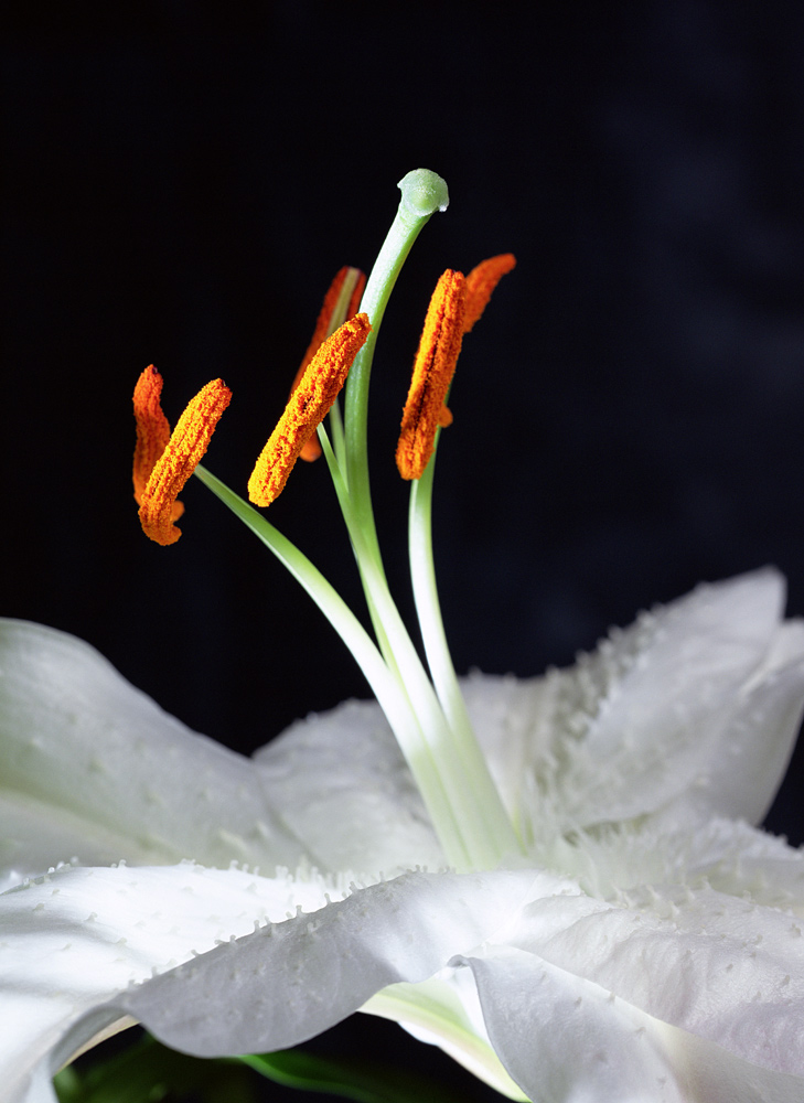 Lily Stamens, 2001 (colour photo)  from Norman  Hollands