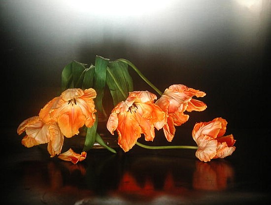 Drooping parrot tulips, 1990 (colour photo)  from Norman  Hollands