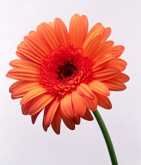 Orange flower, 1999 (colour photo)  from Norman  Hollands